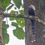 White-crested Hornbill (image by Pete Morris)