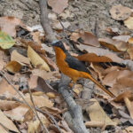 White-crowned Robin-Chat (image by Pete Morris)