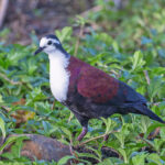 White-fronted Ground Dove (image by Pete Morris)