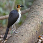 White-necked Rockfowl (image by Pete Morris)