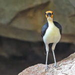 White-necked Rockfowl (image by Pete Morris)