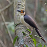 White-necked Rockfowl (image by Pete Morris)