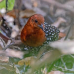 White-spotted Flufftail (image by Pete Morris)
