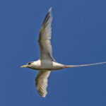 White-tailed Tropicbird (image by Pete Morris)