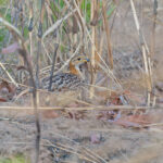 White-throated Francolin (image by Pete Morris)