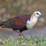 White-throated Ground Dove (image by Pete Morris)