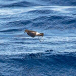 Wilson's Storm Petrel performing its typical behaviour of walking on water (image by Diedert Koppenol)