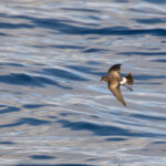 Wilson's Storm Petrel (image by Diedert Koppenol)