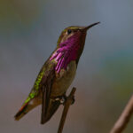 Wine-throated Hummingbird (image by Leonardo Garrigues)