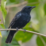 Yap Cicadabird (image by Pete Morris)