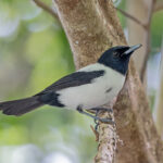 Yap Monarch (image by Pete Morris)