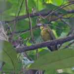 Yellow-bearded Greenbul (image by Pete Morris)