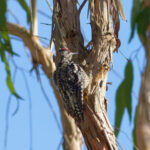 Yellow-bellied Sapsucker (image by Leonardo Garrigues)