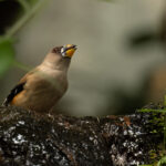 Yellow-billed Grosbeak (image by Simon Mitchell)