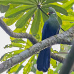Yellow-billed Turaco (image by Pete Morris)