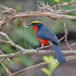 Yellow-crowned Gonolek (image by Pete Morris)