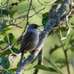 Yellow-eyed Junco (image by Leonardo Garrigues)