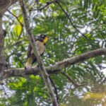 Yellow-throated Cuckoo (image by Pete Morris)