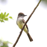 Yucatan Flycatcher (image by Charles Davies)