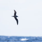 Zino's Petrel (image by Diedert Koppenol)