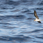 Zino's Petrel (image by Diedert Koppenol)