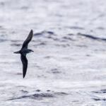 Zino's Petrel (image by Diedert Koppenol)