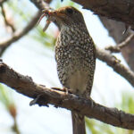 female Blue-capped Rock Thrush (image by Dave Farrow)