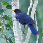 Blue Whistling Thrush (image by Dave Farrow)