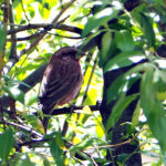 Blyth's Rosefinch (image by Dave Farrow)