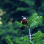 Chestnut Thrush (image by Dave Farrow)