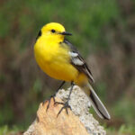 Citrine Wagtail (image by Dave Farrow)