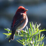 Common Rosefinch (image by Dave Farrow)