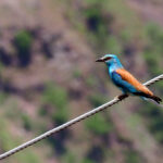 European Roller (image by Dave Farrow)