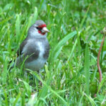 Grey-headed Goldfinch (image by Dave Farrow)