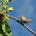 Lemon-rumped Warbler (image by Dave Farrow)