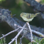 Lemon-rumped Warbler (image by Dave Farrow)