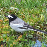 Masked Wagtail (image by Dave Farrow)
