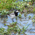 Masked Wagtail (image by Dave Farrow)