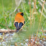 Orange Bullfinch (image by Dave Farrow)