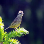 female Pink-browed Rosefinch (image by Dave Farrow)