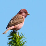 male Pink-browed Rosefinch (image by Dave Farrow)
