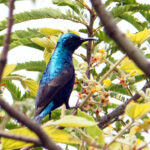 Purple Sunbird (image by Dave Farrow)