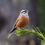 Rock Bunting (image by Dave Farrow)