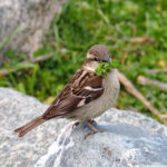female Russet Sparrow (image by Dave Farrow)