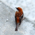 male Russet Sparrow (image by Dave Farrow)