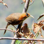 Rusty-cheeked Scimitar-Babbler (image by Dave Farrow)