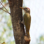 Scaly-bellied Woodpecker (image by Dave Farrow)