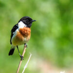 male Siberian Stonechat (image by Dave Farrow)