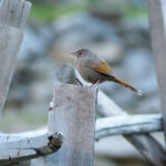 Streaked Laughingthrush (image by Dave Farrow)