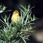 Tickell's Leaf Warbler (image by Dave Farrow)